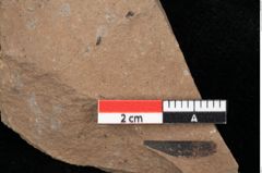 Foto (Detailansicht) von Pinus palaeostrobus Ettingshausen (NHMW-GEO-2024-0188-0207)